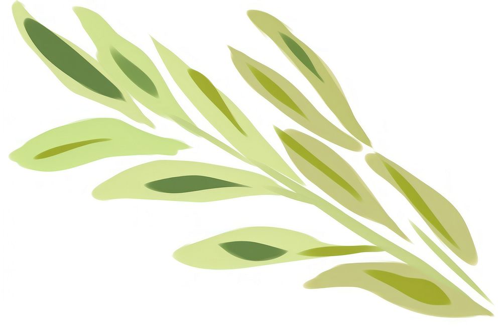 Olive leaf plant green herbs.