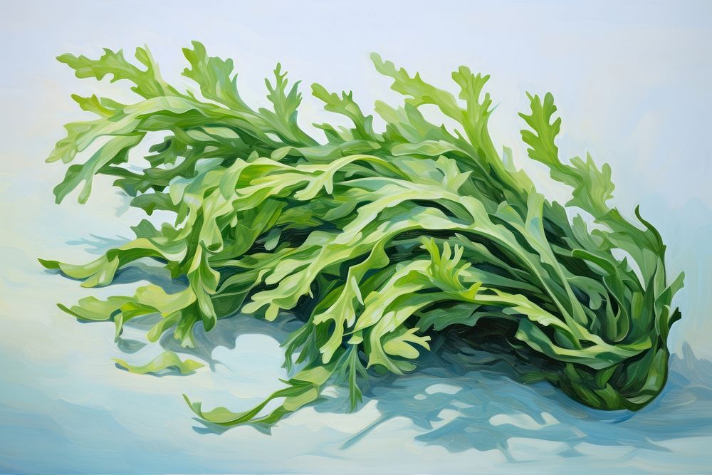 Seaweed seaweed vegetable plant.