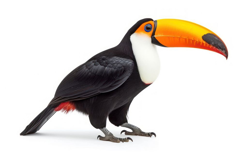 Toucan toucan animal bird.