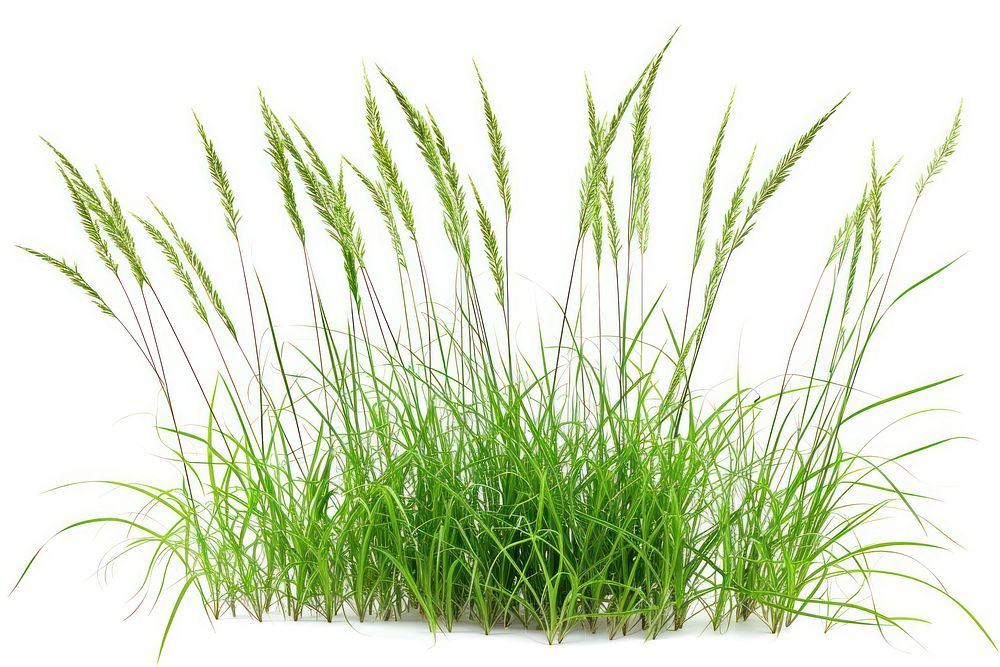 Grass plant white background tranquility.