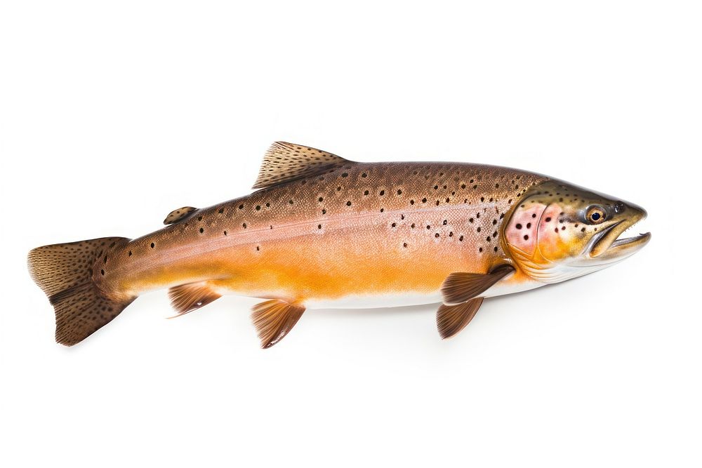 Trout trout animal fish.