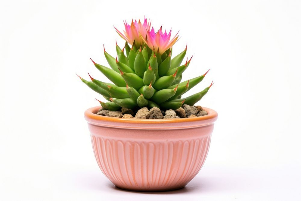 Pot of Echinopsis cactus plant inflorescence.