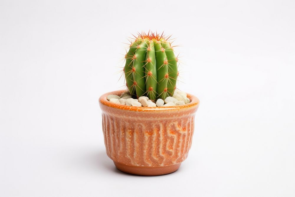 Pot of Echinopsis cactus plant houseplant.