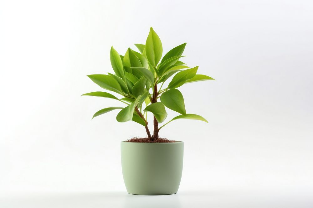Indoor mini plant leaf white background houseplant.