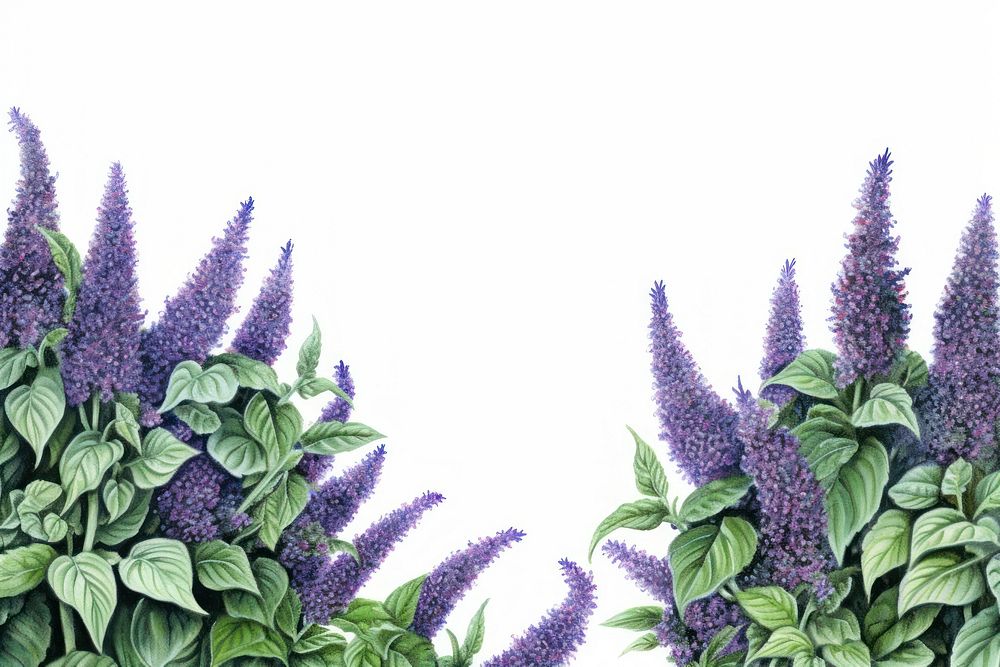 Backgrounds lavender outdoors flower.
