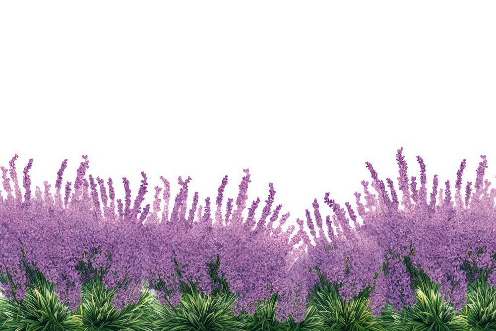 Lavender backgrounds outdoors blossom.
