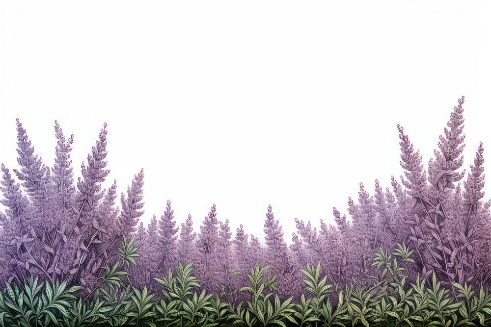 Lavender landscape outdoors nature.