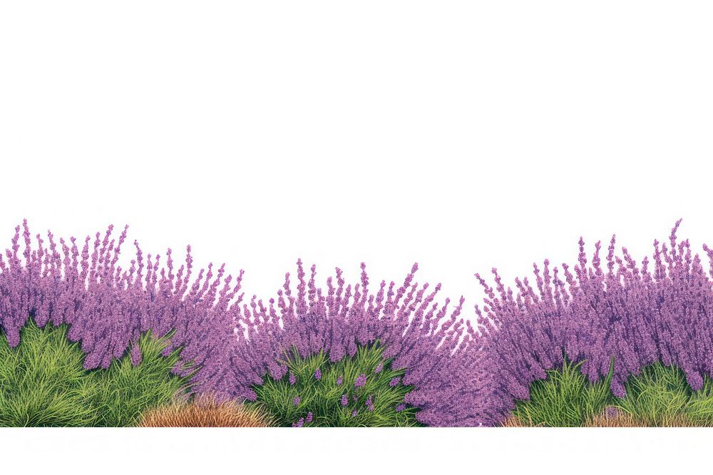 Lavender flower plant grass.