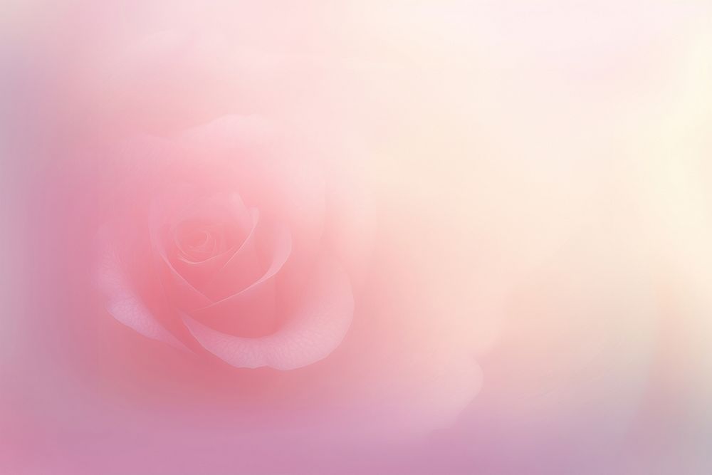 Rose shadow grainy texture backgrounds flower petal.