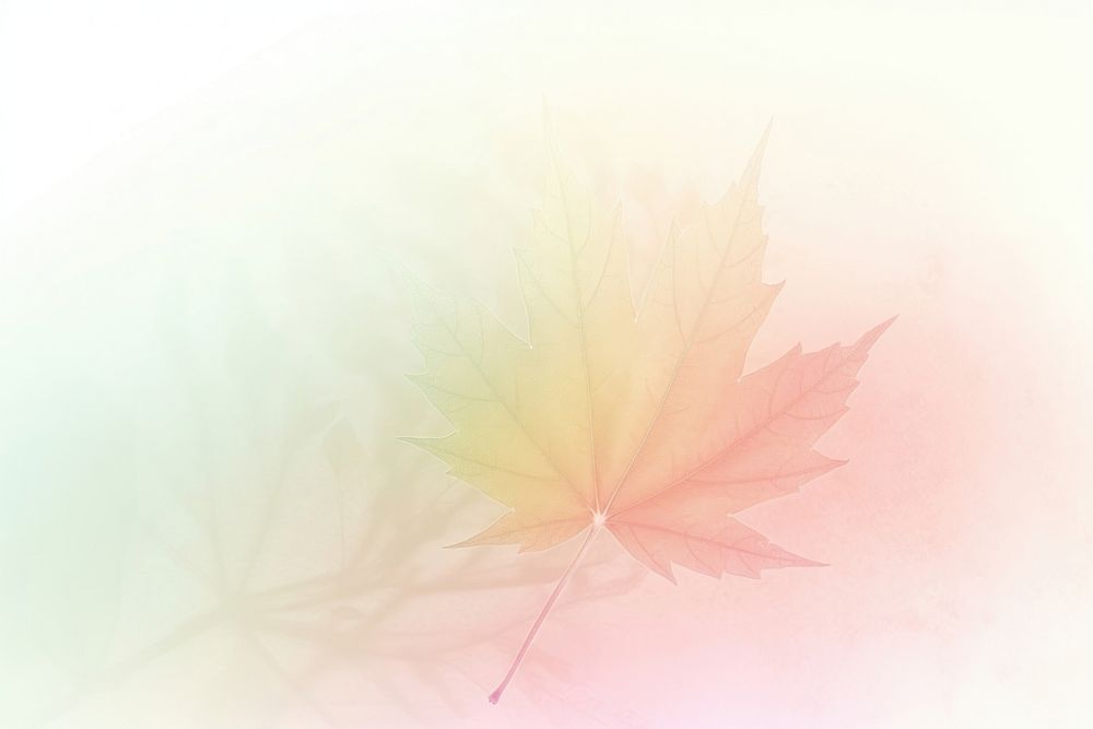 Maple leaf shadow grainy texture backgrounds outdoors nature.