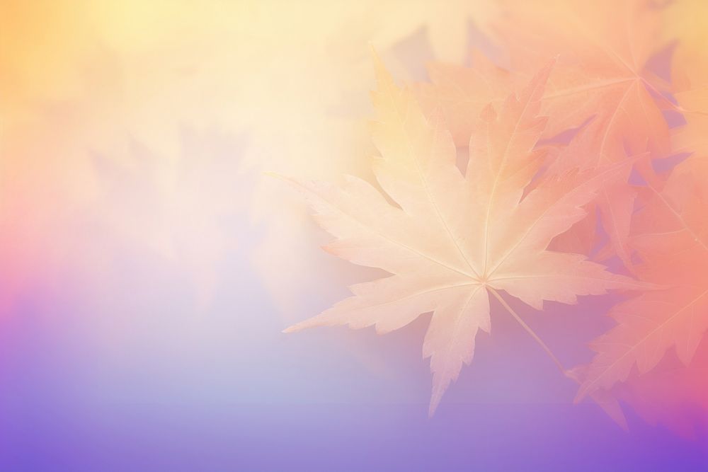 Maple leaf shadow grainy texture backgrounds outdoors nature.