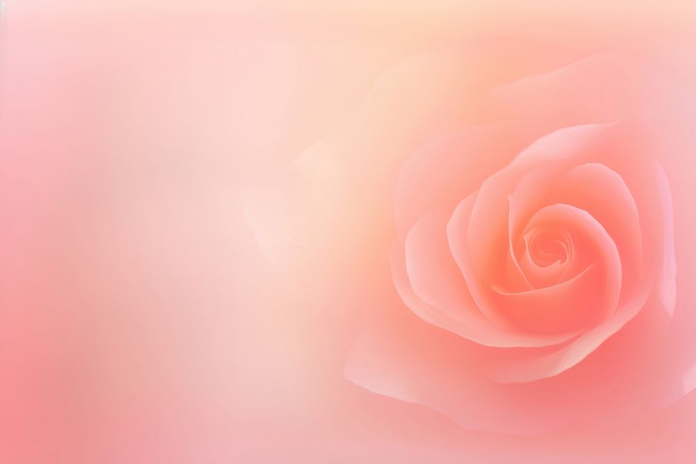 Rose shadow grainy texture backgrounds flower petal.