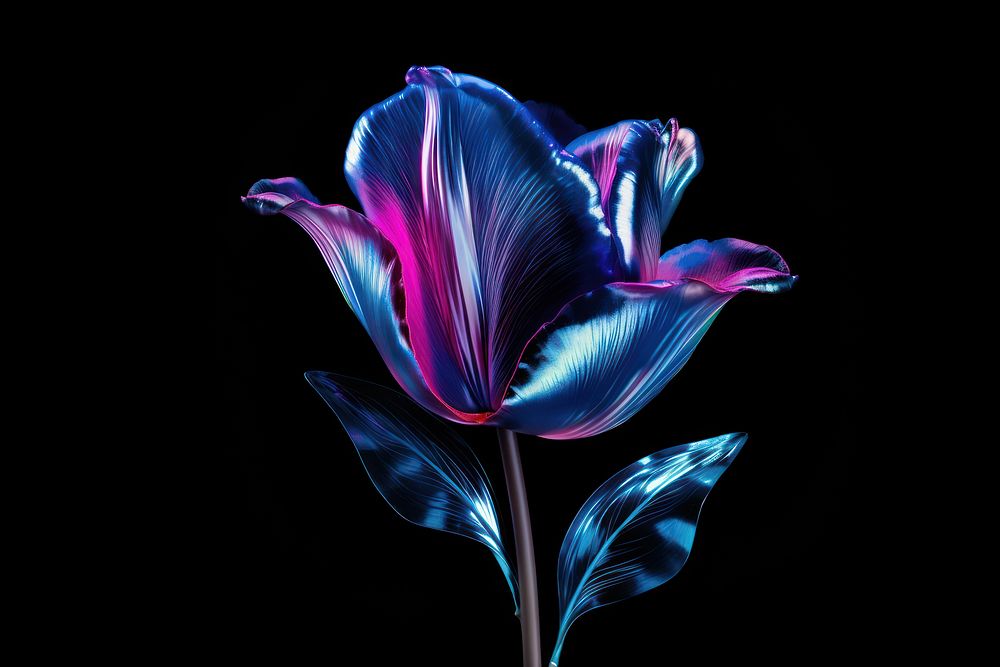 Tulip tulip flower violet.