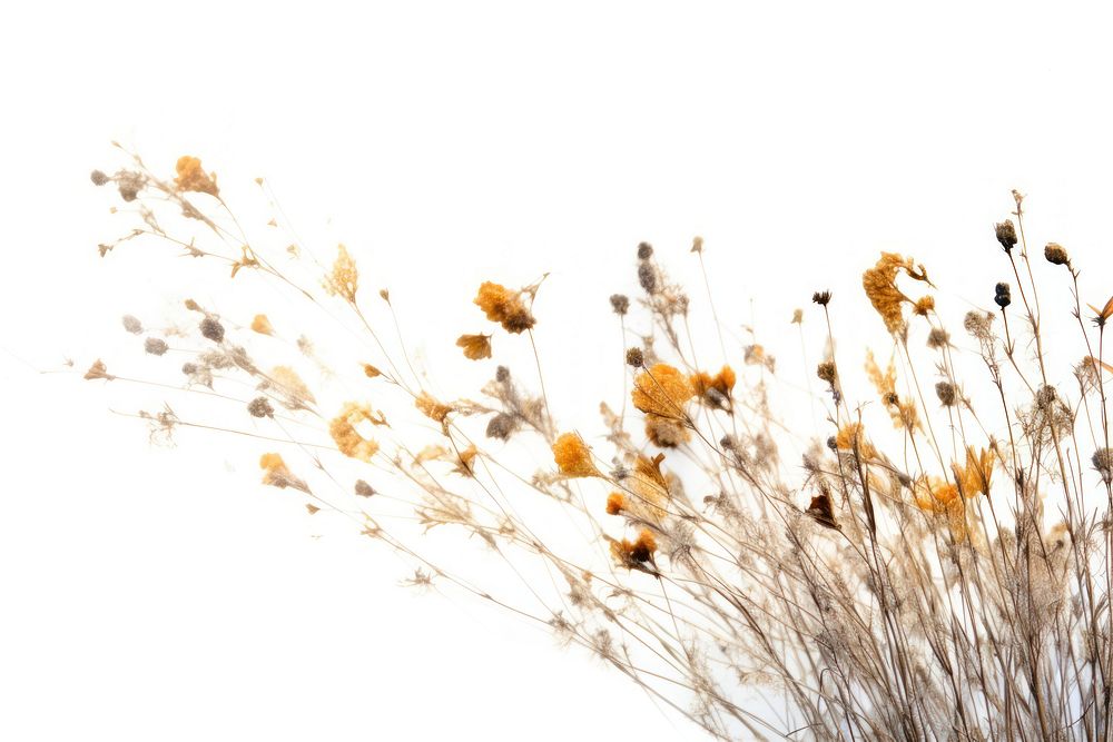 Dried flowers outdoors nature plant.
