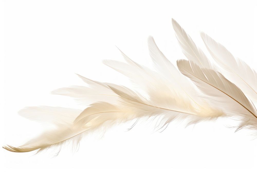 Feathers flying white bird.