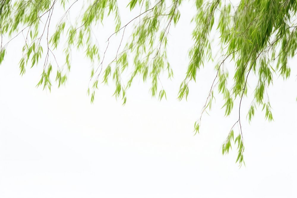 Hanging willow trees backgrounds outdoors nature.
