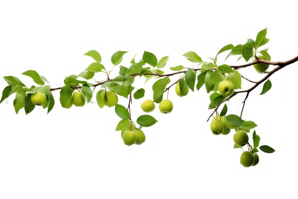 Hanging apple tree branches plant fruit leaf.