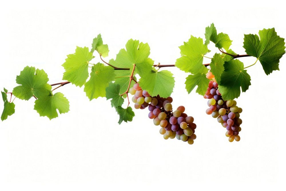 Hanging grape branches grapes plant vine.