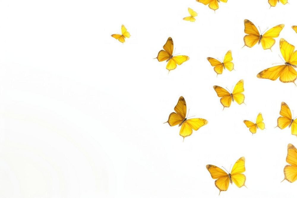 Yellow butterflies backgrounds butterfly animal.