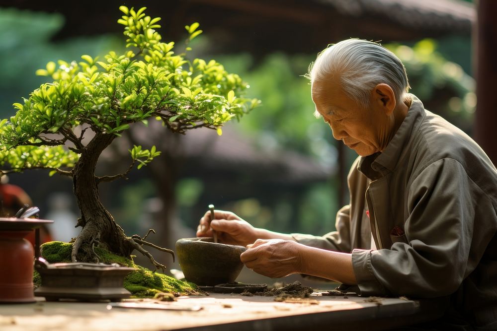 Elderly chinese man trimming bonsai adult plant tree.
