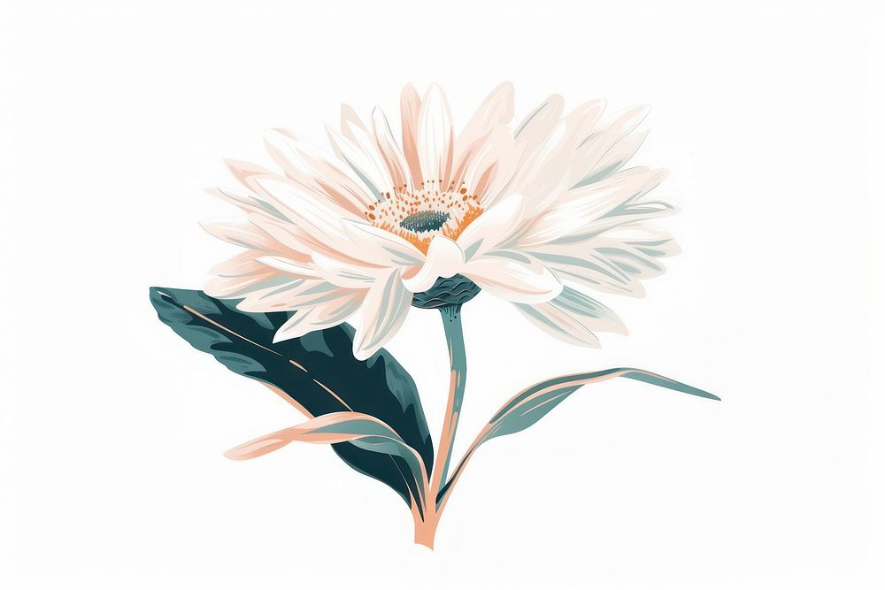 White gerbera daisy flower sketch petal.