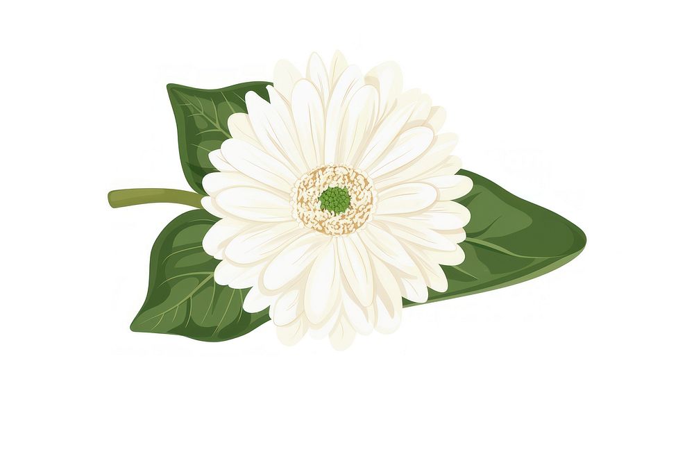 White gerbera daisy flower petal plant.