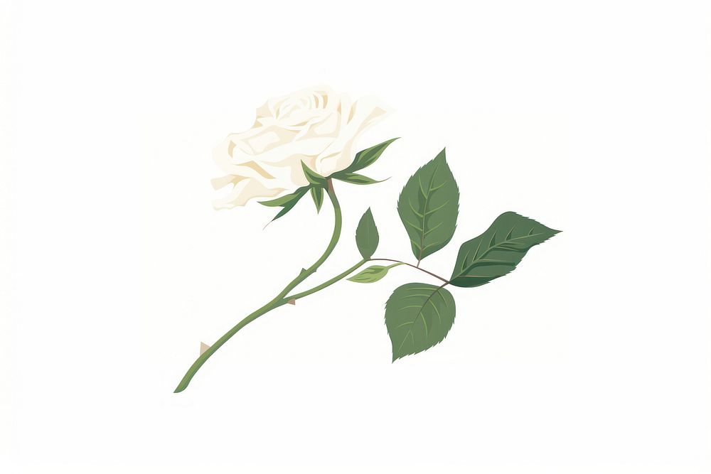 White rose flower plant leaf.