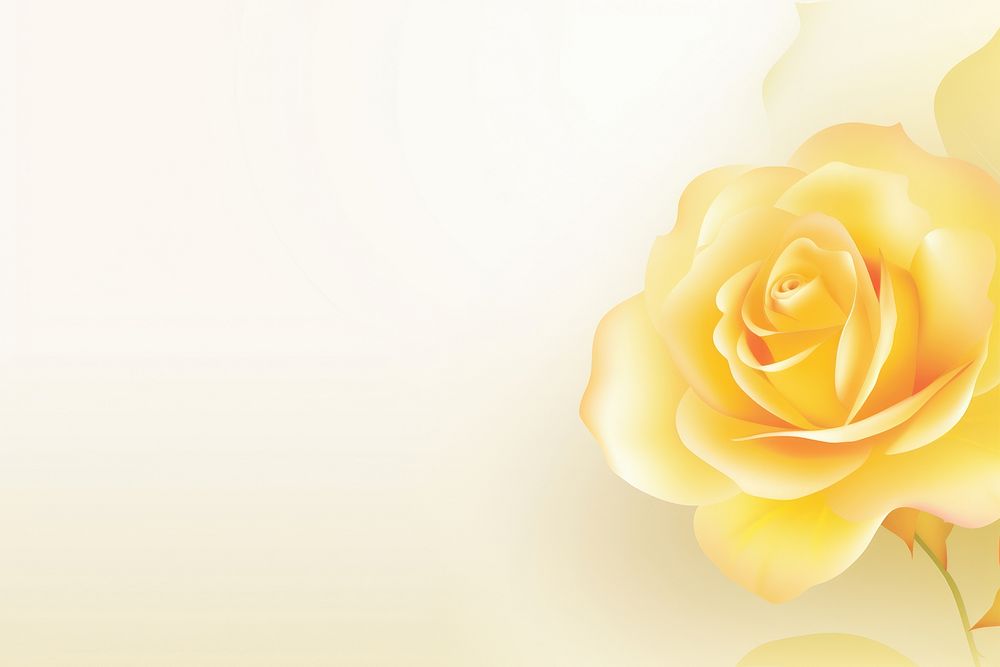 Yellow rose backgrounds flower petal.