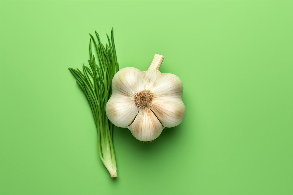 Garlic vegetable green plant.