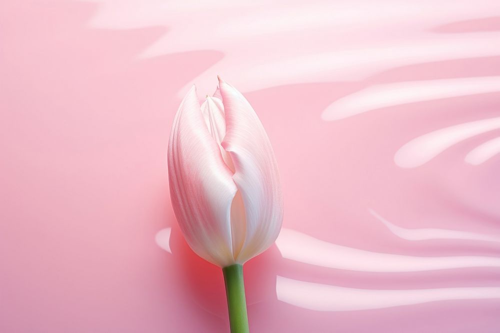 Tulip on pink water pattern backgrounds flower petal.