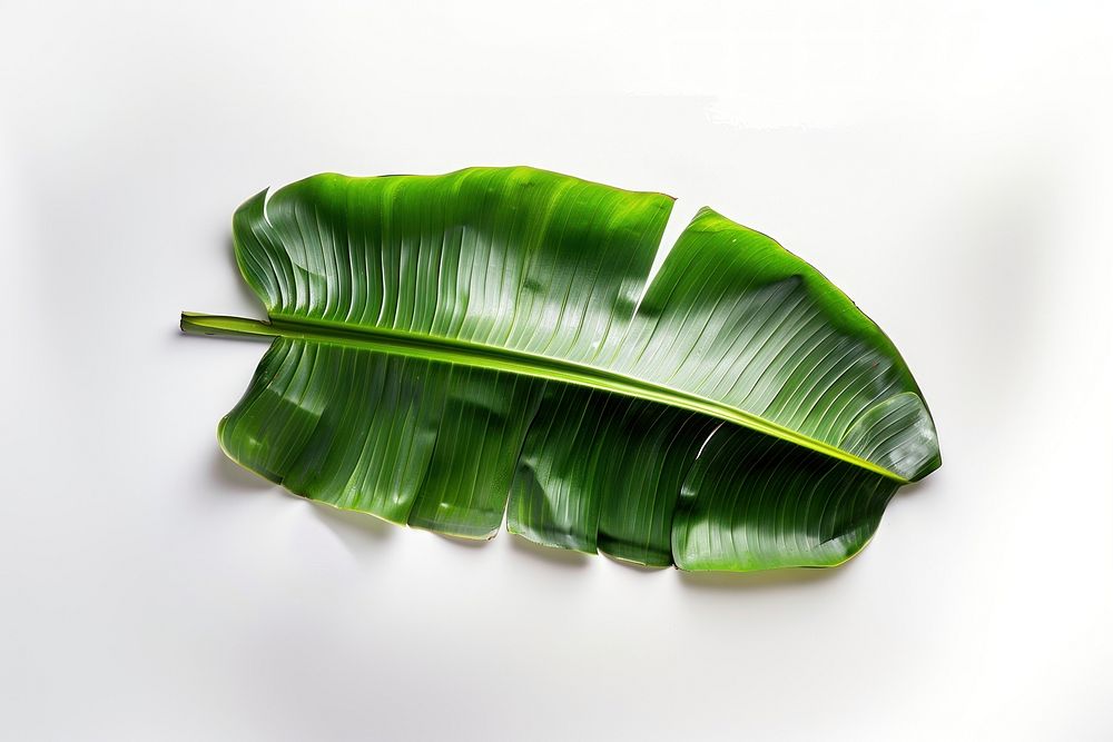 Banana leaf plant white background accessories.