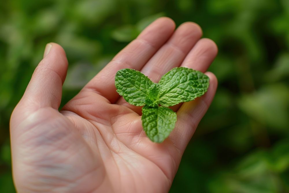 Mint leaf holding plant herbs.