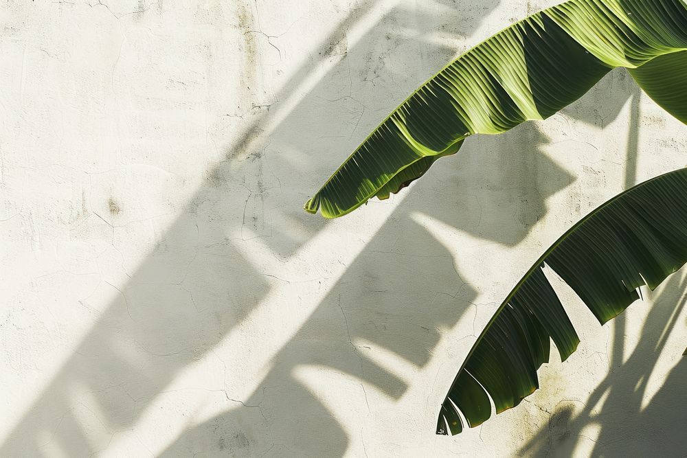 Banana leaf wall architecture shadow.