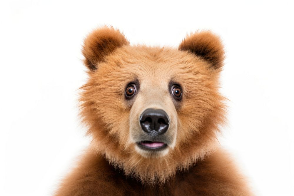 Bear ridiculous face wildlife mammal animal.