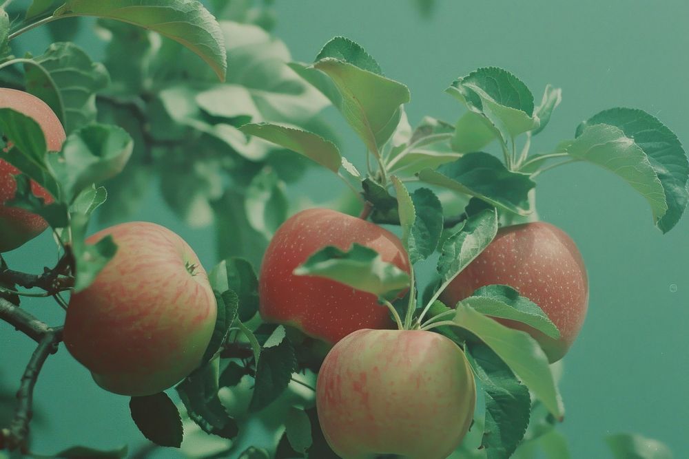 Apple plant fruit food.