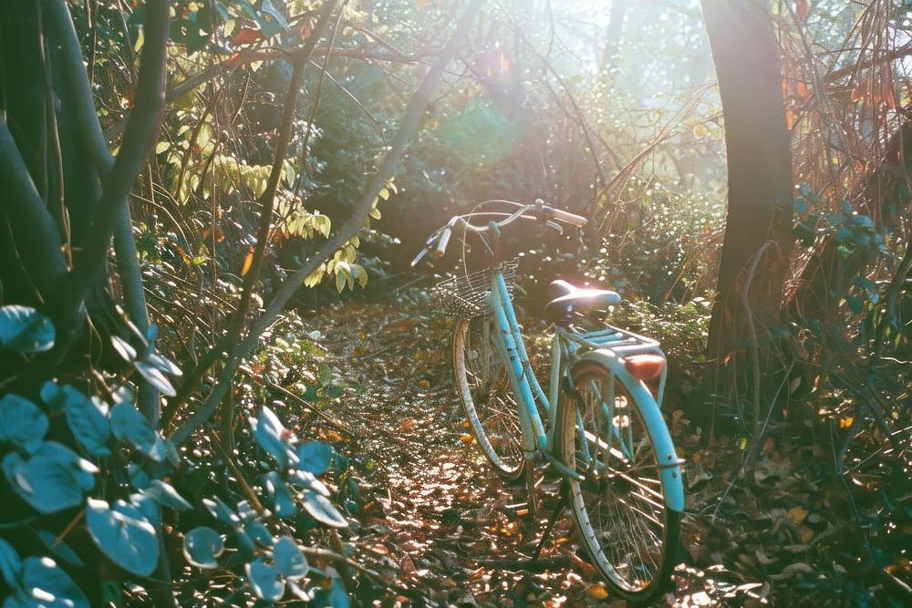 Bike outdoors woodland cycling.