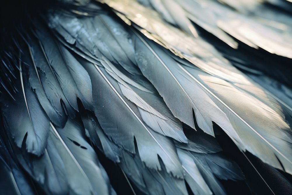 Bird wings backgrounds lightweight monochrome.