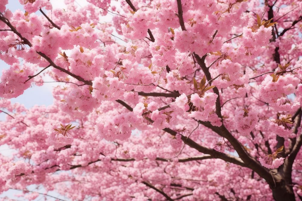 Cherry blossom tree outdoors flower plant.