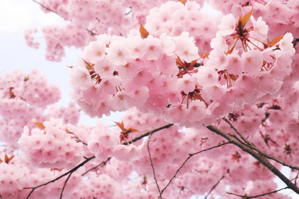 Cherry blossom tree outdoors flower plant.