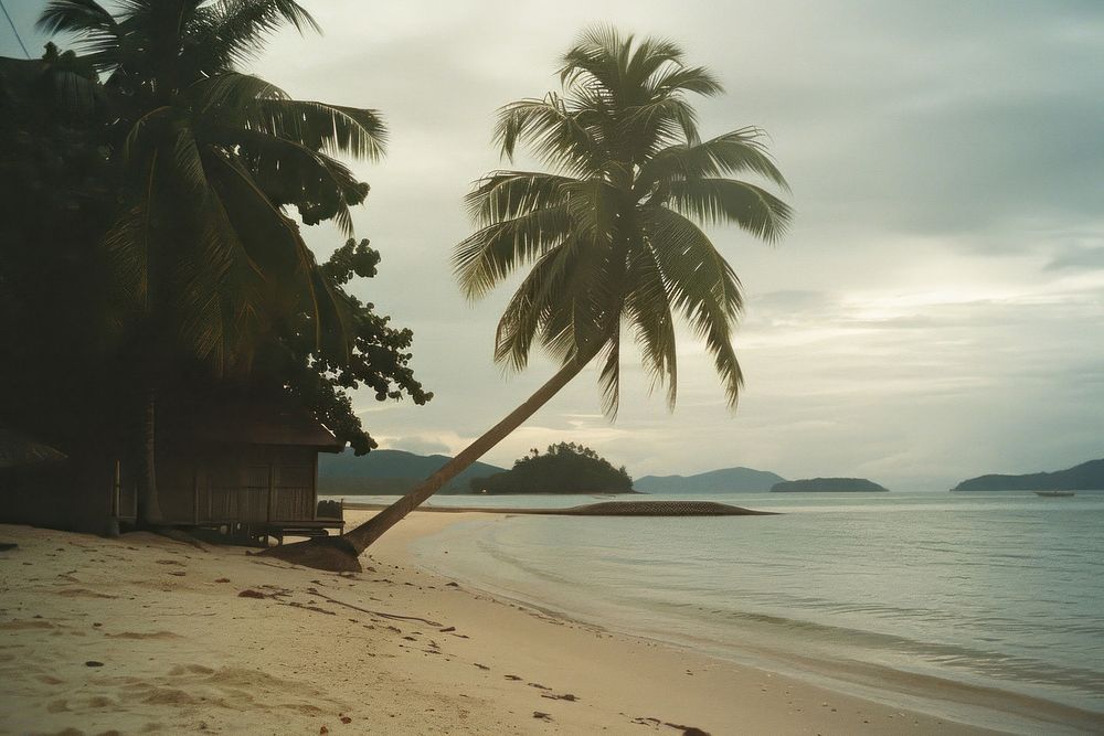 Coconut tree beach architecture landscape.