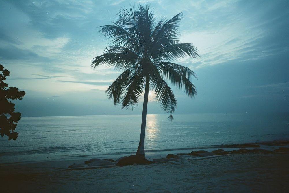 Coconut tree beach outdoors nature.