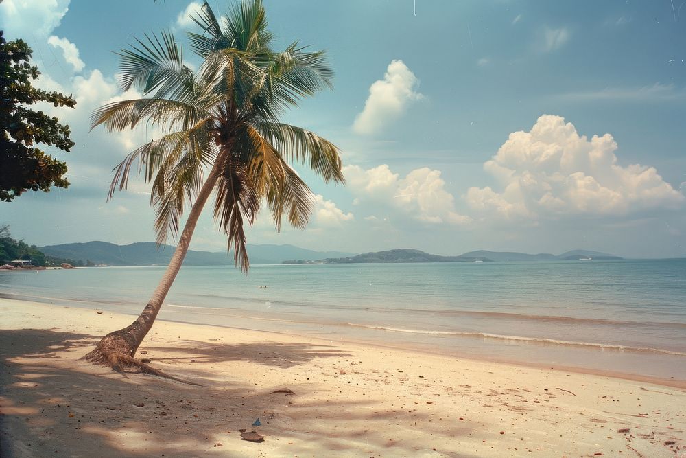 Coconut tree beach landscape outdoors.