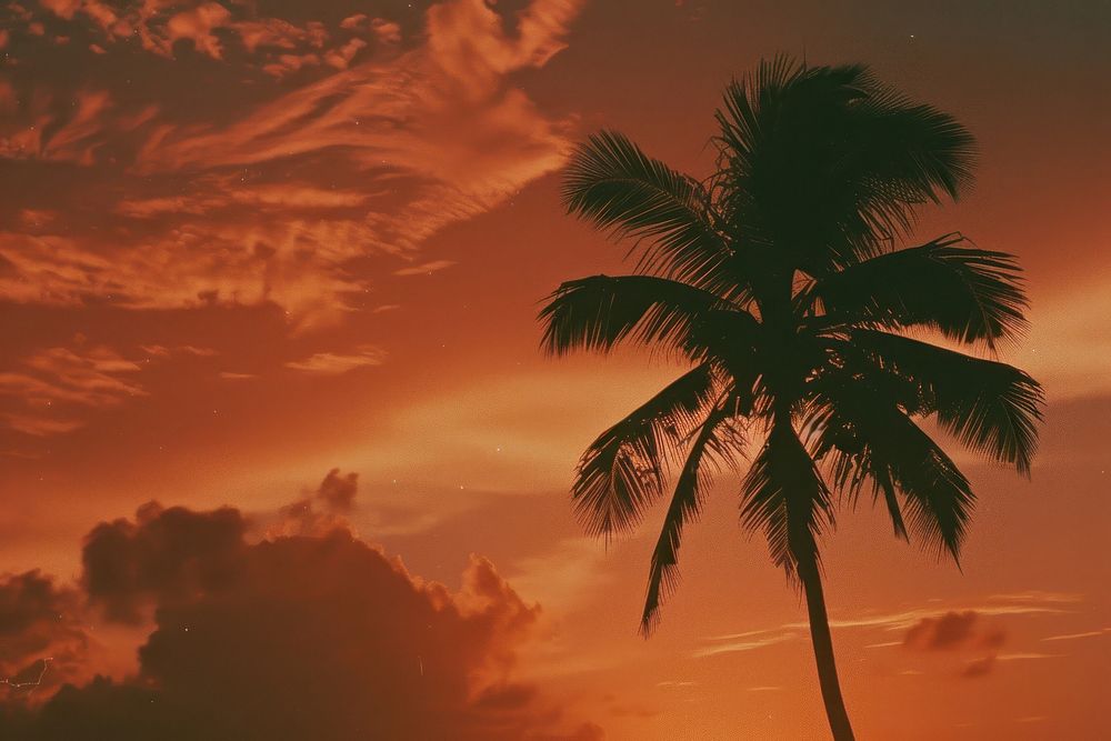 Coconut tree outdoors nature sunset.