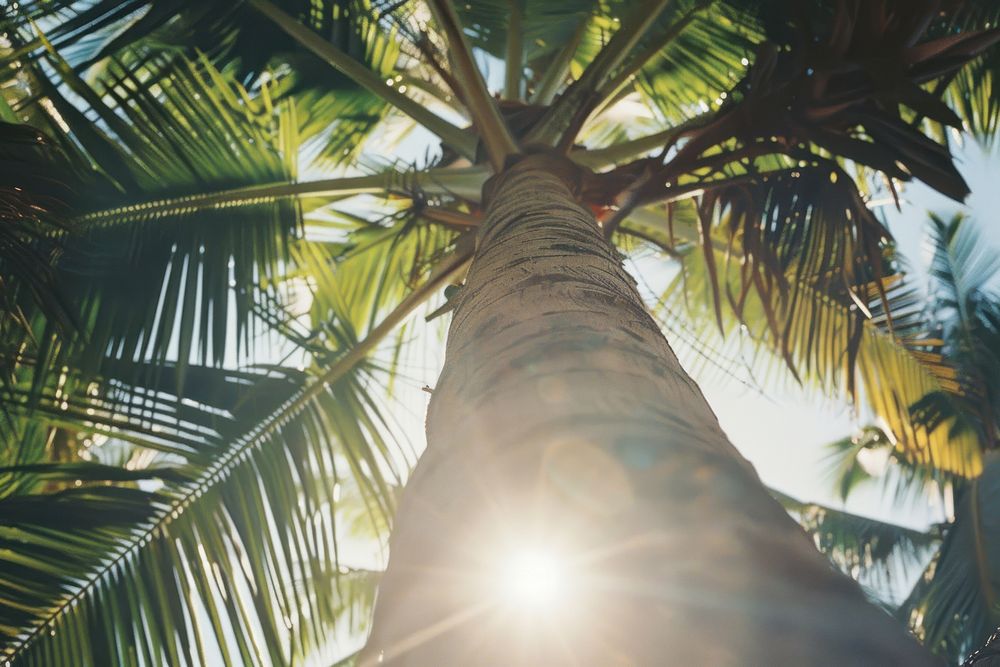 Coconut tree sunlight outdoors nature.