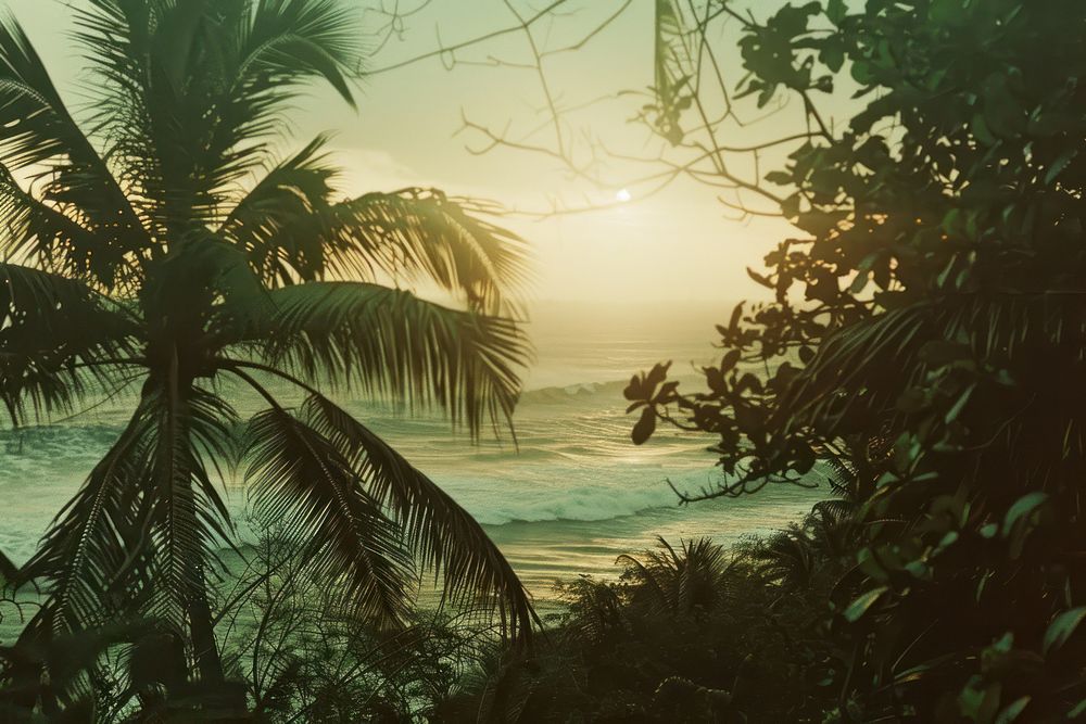 Coconut tree landscape sunlight outdoors.