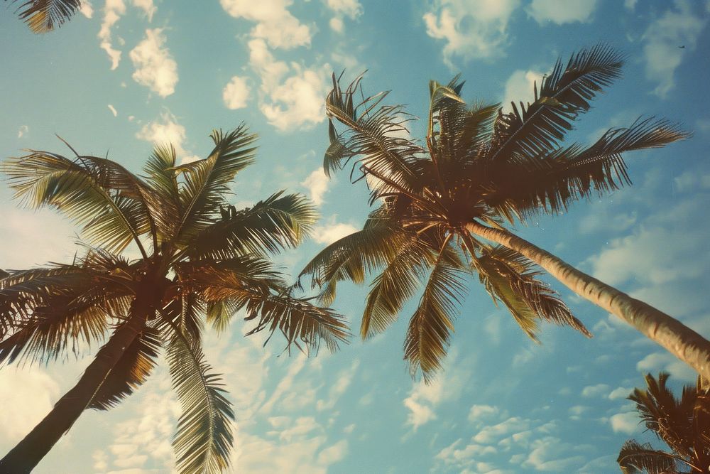 Coconut tree outdoors nature summer.
