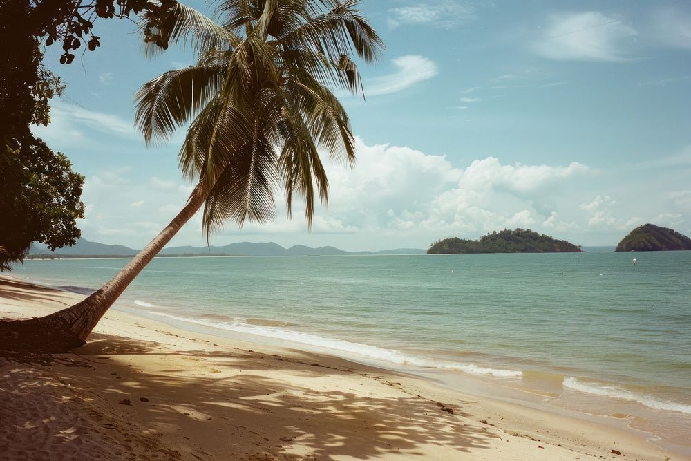 Coconut tree beach landscape outdoors.