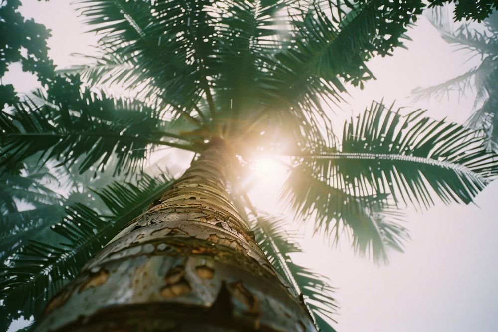 Coconut tree sunlight outdoors nature.