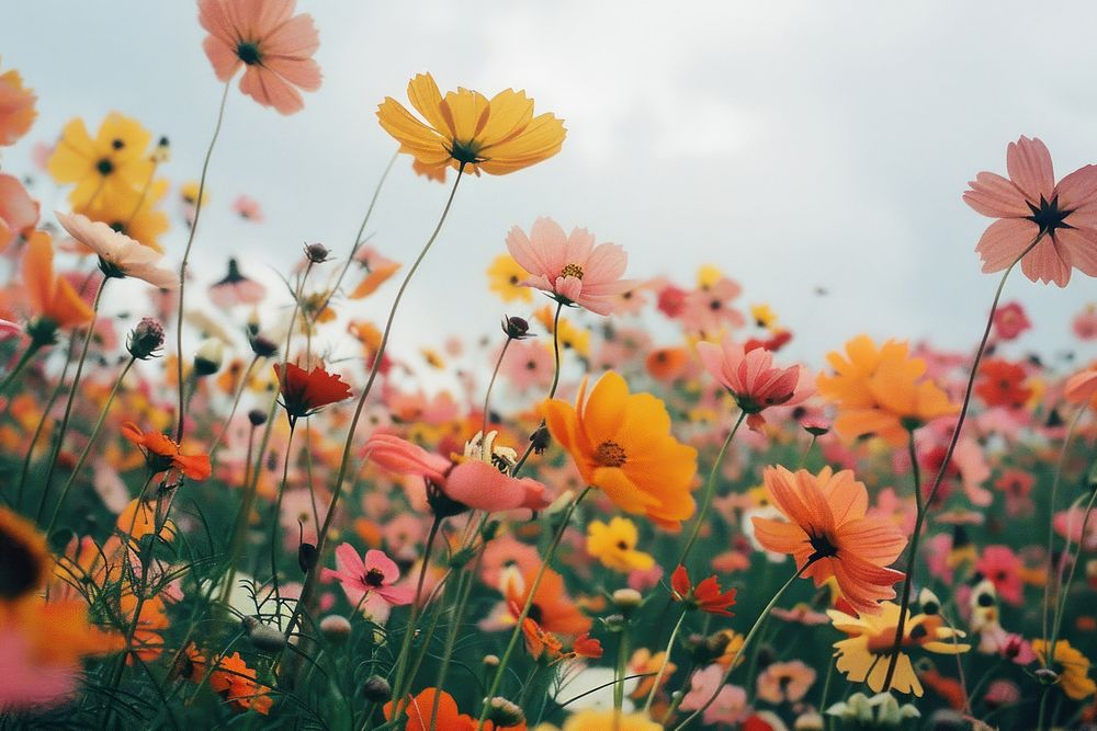 Colorful flower field backgrounds landscape outdoors.