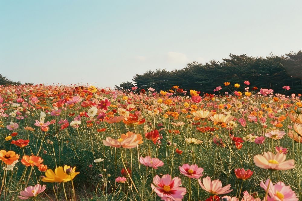 Colorful flower field landscape grassland outdoors.